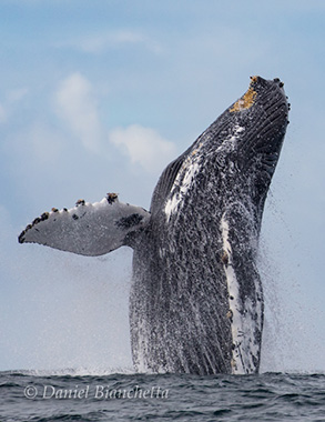 Humpback Whale breaching, photo by Daniel Bianchetta