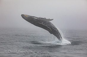 Humpback Whale Breaching, photo by Daniel Bianchetta