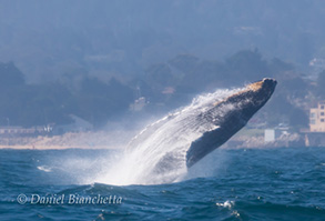 Humpback Whale breaching close to shore, photo by Daniel Bianchetta
