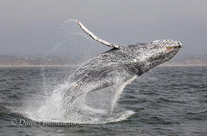 Humpback Whale breaching, photo by Daniel Bianchetta