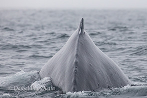 Humpback Whale, photo by Daniel Bianchetta