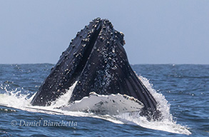 Humpback Whale Lunge-feeding , photo by Daniel Bianchetta