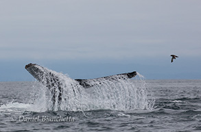Humpback Whale tail and a Sooty Shearwater, photo by Daniel Bianchetta