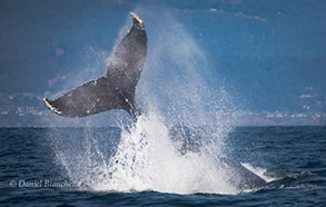 Humpback Whale tail, photo by Daniel Bianchetta