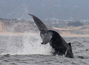 Humpback Whale tail-lobbing near shore, photo by Daniel Bianchetta