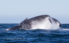 Humpback Whale, photo by Daniel Bianchetta