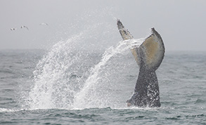 Humpback Whales, photo by Daniel Bianchetta