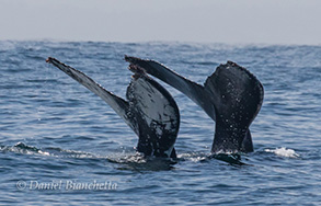 Humpback Whale Tails , photo by Daniel Bianchetta