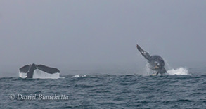 Humpback Whale tail and Humpback Whale breaching, photo by Daniel Bianchetta