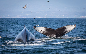 Humpback Whales, photo by Daniel Bianchetta