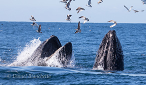 Humpback Whales lunge feeding, photo by Daniel Bianchetta