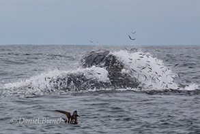 Lunge feeding Humpback Whale with Anchovies flying, photo by Daniel Bianchetta