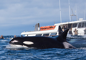 Killer Whales, photo by Daniel Bianchetta