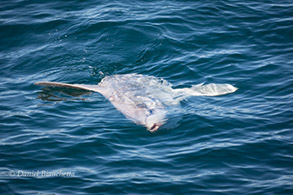 Mola Mola (Ocean Sunfish), photo by Daniel Bianchetta