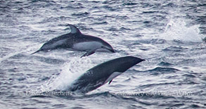 Pacific White-sided Dolphin and Northern Right Whale Dolphin, photo by Daniel Bianchetta