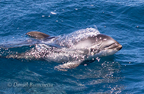 Young Pacific White-sided Dolphin, photo by Daniel Bianchetta