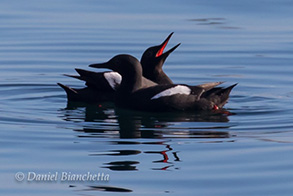 Pigeon Guillemots , photo by Daniel Bianchetta