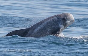 Risso's Dolphin, photo by Daniel Bianchetta