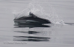 Risso's Dolphin, photo by Daniel Bianchetta