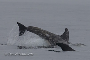 Risso's Dolphin, photo by Daniel Bianchetta