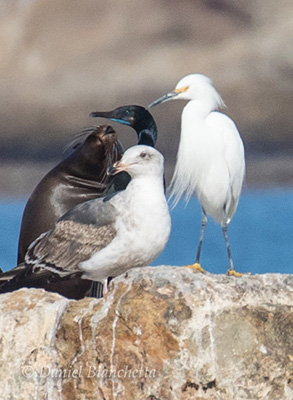 California Sea Lion, California Gull, Brandt’s Cormorant, Snowy Egret, photo by Daniel Bianchetta