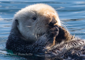 Southern Sea Otter, photo by Daniel Bianchetta