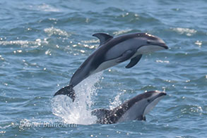 Breaching Pacific White-sided Dolphins, photo by Daniel Bianchetta