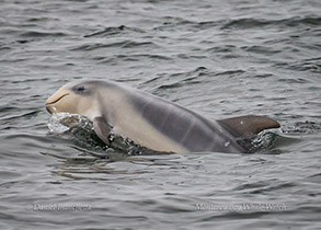 Baby Risso's Dolphin with fetal folds, photo by Daniel Bianchetta