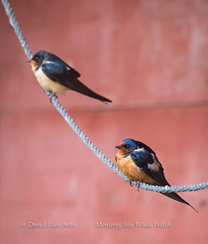 Barn Swallows, photo by Daniel Bianchetta