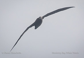 Black-footed Albatross, photo by Daniel Bianchetta