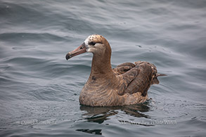 Black-footed Albatross, photo by Daniel Bianchetta