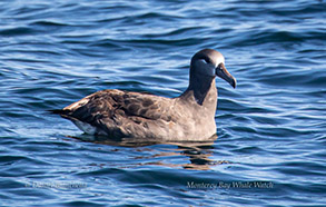 Black-footed Albatross, photo by Daniel Bianchetta