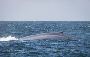 Blue Whale, photo by Daniel Bianchetta