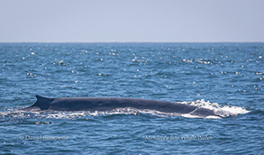 Blue Whale, photo by Daniel Bianchetta