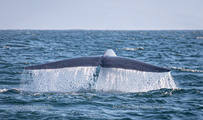 Blue Whale tail, photo by Daniel Bianchetta