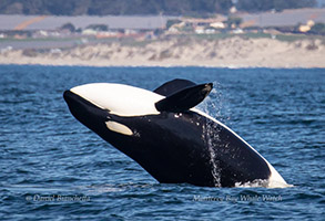 Breaching Killer Whale, photo by Daniel Bianchetta