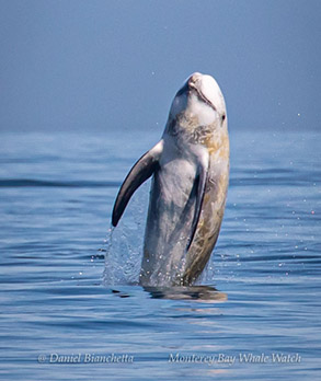 Breaching Humpback Whale, photo by Daniel Bianchetta