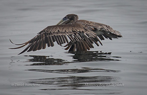 Brown Pelican, photo by Daniel Bianchetta