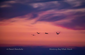 Brown Pelicans at sunset, photo by Daniel Bianchetta