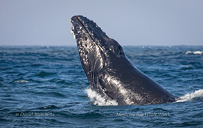 Chin slapping Humpback Whale, photo by Daniel Bianchetta