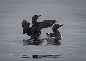 CommonMurre, photo by Daniel Bianchetta