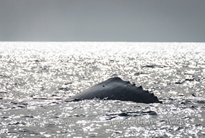 Gray Whale, photo by Daniel Bianchetta