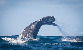 Gray Whale tail, photo by Daniel Bianchetta