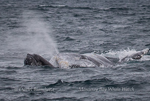 Gray Whales, photo by Daniel Bianchetta