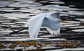 Great Egret, photo by Daniel Bianchetta