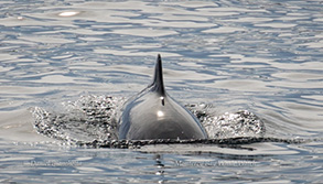 Harbor Porpoise, photo by Daniel Bianchetta