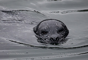 Harbor Seal, photo by Daniel Bianchetta