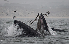 Humpback Whale lunge-feeding, photo by Daniel Bianchetta