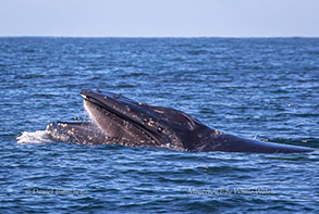 Humpback Whale lunge-feeding, photo by Daniel Bianchetta