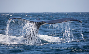 Humpback Whale tail